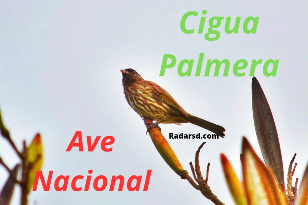 Cigua palmera ave nacional dominicana