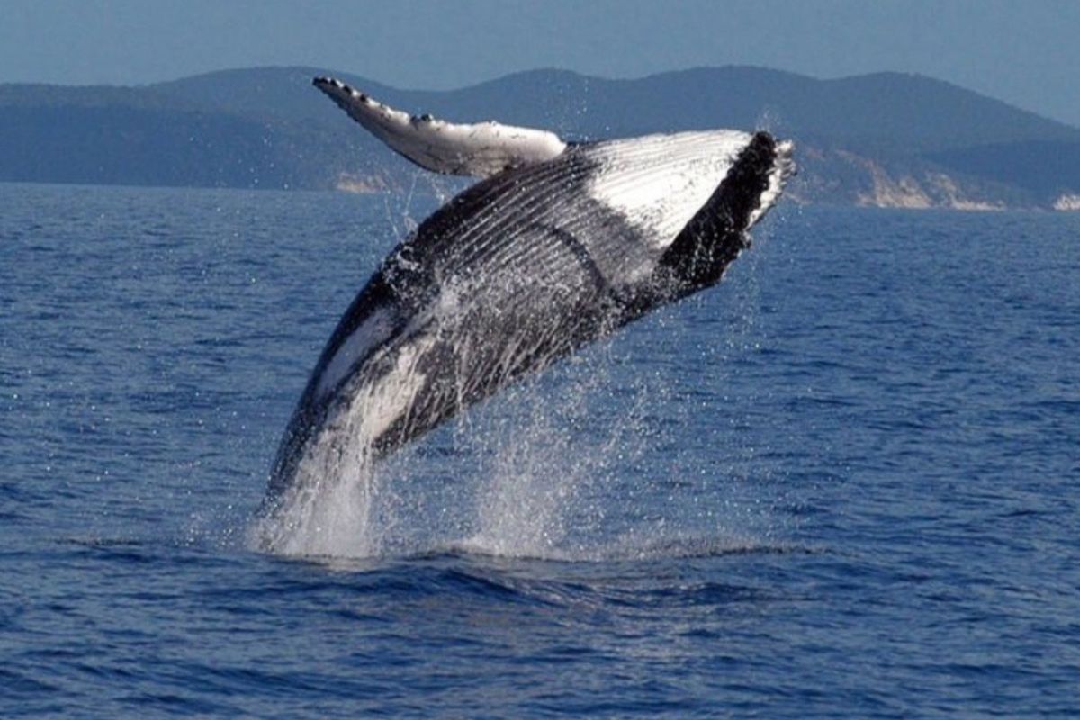 Especies marinas de los mares de República Dominicana