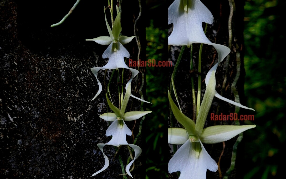 Dendrophylax sallei orquídea originaria de America Central