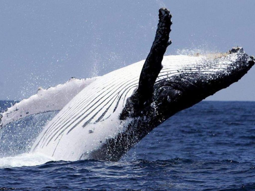 Ballena Jorobada en República Dominicana