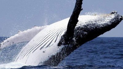 Ballena Jorobada en República Dominicana