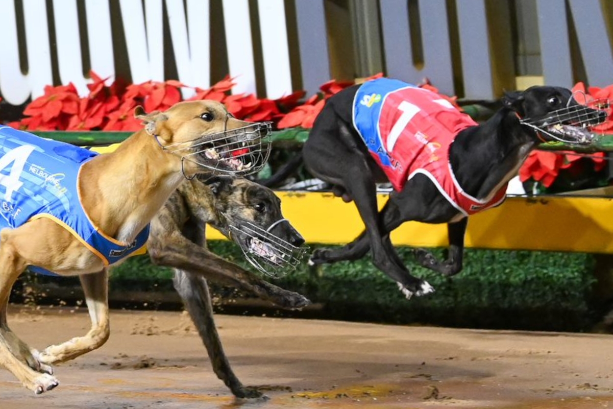 Carrera de perros loteka jugar y ganar